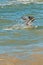 Brown pelican diving into tropical water,