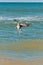 Brown pelican diving into tropical water to fish