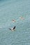 Brown pelican diving into tropical waters