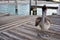 Brown Pelican on Dock