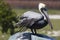 Brown Pelican - Dry Tortugas National Park