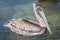 Brown Pelican - Dry Tortugas National Park