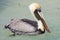 Brown Pelican - Dry Tortugas National Park