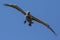 Brown Pelican - Dry Tortugas National Park