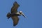 Brown Pelican - Dry Tortugas National Park