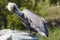 Brown Pelican - Dry Tortugas National Park