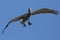Brown Pelican - Dry Tortugas National Park