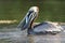 Brown Pelican Eating a Fish - Florida