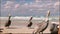 Brown pelican family on the beach, ocean waves and clouds in background