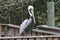 Brown Pelican on a Fence