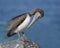 Brown Pelican with Fish Line Around its Neck - Florida