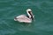 Brown Pelican Fishing In The Gulf