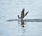 Brown pelican fishing in a lake