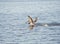 Brown pelican fishing in a lake
