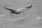 Brown Pelican With a Fishing Line Wrapped Around its Wing