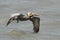 Brown Pelican With a Fishing Line Wrapped Around its Wing