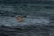 Brown Pelican flies away over Atlantic Ocean, Miami Beach, Florida