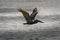 Brown Pelican flies over Atlantic Ocean, Miami Beach, Florida. Wide wing span