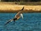 Brown pelican in flight