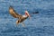 Brown pelican in flight