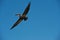 Brown Pelican in Flight