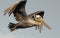 Brown Pelican in Flight