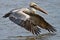 Brown Pelican In Flight