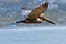 Brown Pelican in Flight