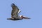 Brown pelican in flight