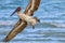 Brown Pelican in Flight above Sanibel Beach in Florida