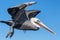 Brown pelican in flight closeup