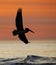 Brown Pelican in flight at sunrise - Jekyll Island, Georgia