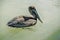 A brown Pelican floats in ocean waters.