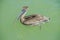 A brown Pelican floats in ocean waters.