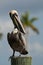 Brown Pelican in Florida