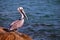 Brown pelican, Florida