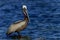 Brown pelican, florida keys