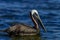 Brown pelican, florida keys