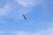 Brown Pelican Flying Against Blue Sky Clouds