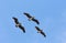 Brown Pelican Flying Formation. Costa Rica. Blue Sky background