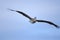 Brown Pelican flying in the Galapagos Islands Ecuador