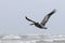 Brown Pelican flying gracefully over the ocean waves