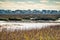 A brown pelican flying low over a salt-marsh.