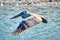 A brown pelican flying low over a salt-marsh.