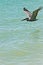 Brown pelican flying low over tropical waters