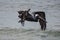 Brown Pelican Flying Over the Ocean