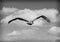 Brown pelican flying over the wetlands beside the Marsh Trail in the Ten Thousand Islands National Wildlife Refuge.