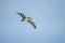 Brown Pelican flying at San Cristobal in the Galapagos Islands Ecuador