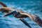 Brown Pelican flying at San Cristobal in the Galapagos National Park Ecuador