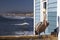 Brown Pelican with foot tracking tag on Oceanside Pier north of San Diego California